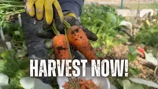 Winter Garden Prep: Harvesting Carrots & Protecting Beds Before Frost