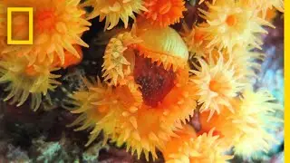 Corals Collaborating to Eat Jellyfish: First-Ever Video | National Geographic