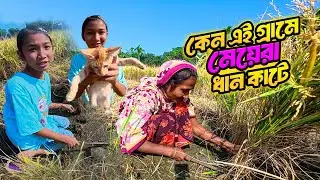 বাস্তব গল্প জানুন কাছ থেকে | কেন এই গ্রামের মেয়েরা নিজের হাতে ধান কাটে? Village Lifestyle