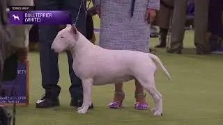 Bull Terriers (White) | Breed Judging 2026