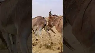 Donkey Full Water #viralvideo #trending #animals #foryou