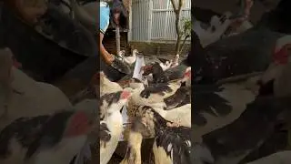 Makan sore menggunakan campuran umbi daun talas untuk entok indukan #muscovyducks
