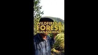 Wildfires & Forest Management - How it's connected, and how we got here