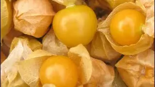 Groundcherry - FRUITY