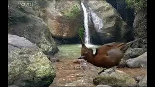 Masteran cililin cocok untuk murai batu