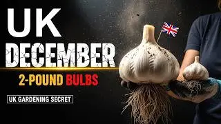 How to Grow 2-Pound Garlic Bulbs: Exact UK December Planting Date Revealed!