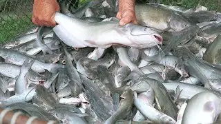 BUDIDAYA IKAN PATIN KOLAM TERPAL BIOFLOK IDE BISNIS TERNAK MENGUNTUNGKAN