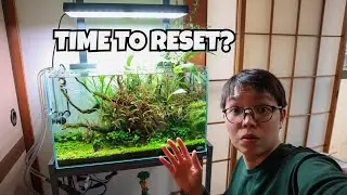LAST Maintenance for My Aquascaped Aquarium
