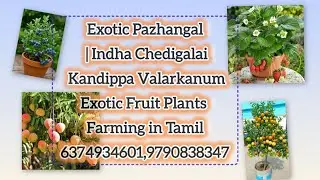 All types of Exotic fruit plants available at wholesale prices at Sai Hi-Tech Nursery Garden 🍎#63...