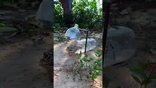 Fastest Bird Trap Ever Created | Bushcraft Survival Hack #BirdTrap #BushcraftSkills #DIYTrap #trap