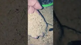 mealworms larvae and bettle #mealworms #promeal #shortvideo