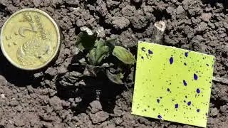 2019 WeedSeeker 2 demonstrations in Narrabri