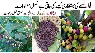 Falsa farming prectical video urdu&hindi,Falsa farming in Pakistan/Falsa berries business