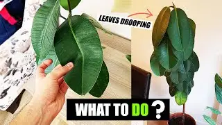 How do you fix droopy Rubber plant leaves ?