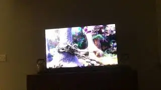 Ice Age Dawn of the￼ Dinosaurs￼ 2009 T-Rex vs ruby