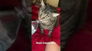 Our kitty cat got brain freeze #brainfreezecat #catvideos #cats #brainfreeze #cat #catshorts #shorts