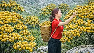 Harvesting Medicinal Royal Berries, Sold Out Fast at the Market | Unusual Rural Produce