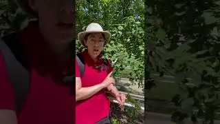 Serviceberry Trees: Rust Disease and Lace Bugs