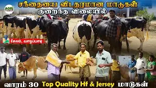 சந்தையை விட தரமான மாடுகள் & குறைந்த விலையில்!  வாரம் 30 Top Quality Hf & Jersey மாடுகள்! hf cow farm