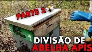 DIVIS&Atilde;O DE ABELHA AP&Iacute;S - PARTE 2