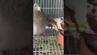 Finally they have🐣🐣🐣 #pigeon #offcolor #racing #racingpigeon #video #reels #viral