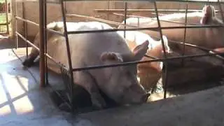 possibly apathy in sow in sow stall