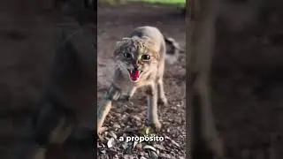 Datos incre&iacute;bles de animales que parecen mentira