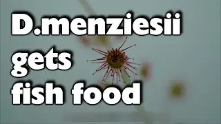 Tuberous sundew D.menziesii timelapse + fish food 4k /Knollendrosera Zeitraffer