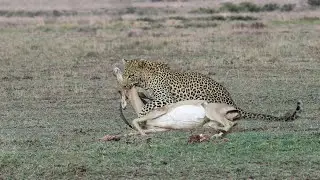 How Leopard Hunting Antelope?
