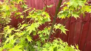 Японские клены (Acer palmatum) становятся зеленее: не только зеленые листья, но и зеленая кора!