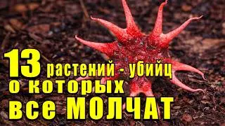 О НИХ НЕ ПРЕДУПРЕЖДАЮТ. Ядовитые растения на школьных клумбах