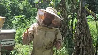 Expulsion de los zanganos de una colmena