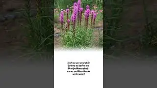 Gayfeather botanical name #shorts agriculture knowledge facts