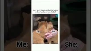 #catmemes #cute #couplevibes #catcouple #cutecats #catlovers #catvideo #funnycats #catshorts #cats