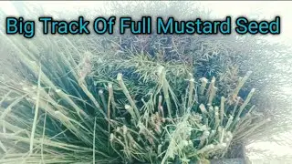 Big Track Of Full Mustard Seed #viralvideo #trendingvideo #youtubevideos