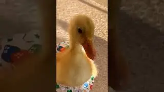 Baby Ducks - Cute and Funny Baby Duck Videos Compilation #4 #Shorts #vịt #cuteduckling #babyduck