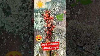 Feuerwanzen Invasion! 🔥 Meet the Firebugs! #Солдатики (#Pyrrhocoris apterus) &mdash; красные жители весны