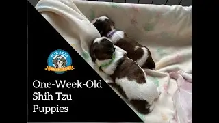 One Week Old Shih Tzu Puppies with their Mama