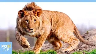 Le L&eacute;opon: le m&eacute;lange artificiel entre un l&eacute;opard et une lionne