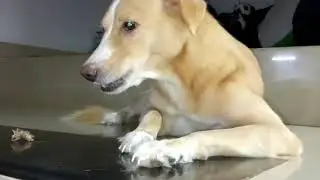 My Pet Bailey the Dog l Pet s l Pet Dog eating toughest Bone l Pietyz Artz & more l My Pet Bailey
