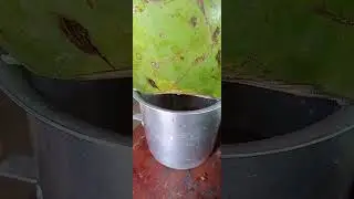 Fresh Young Green Coconut Water in Minas Gerais, Brazil