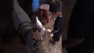 #Bottle 🍼 feeding baby goat#shortvideo