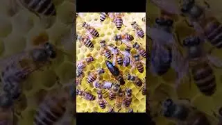 Honey honeybee honeycomb Bee honey fyp foryou tiktok 🍯🍯🍯
