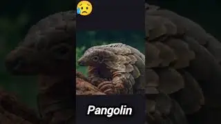 Extinct animals|विलुप्त होने वाले जानवर |amazing facts in hindi| #shorts  #utubeshorts #viral