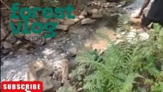 forest under waterfall 🚣🌊🌊🌊 forest life