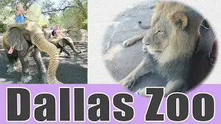 FAMILY FUN AT THE ZOO | Dallas Zoo | AZA Reciprocity | Top Zoos In Texas | Zoo For Kids | 2022