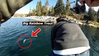 Giant Lake Arrowhead Rainbow Trout