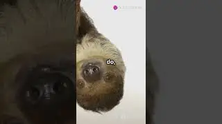 5 Surprising Facts About Sloths You Didn't know