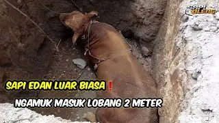 БЕЗУМНАЯ КОРОВА❗️ОГРОМНАЯ КОРОВА ВБЕГАЕТ В 2-МЕТРОВУЮ ЯМУ ДЛЯ ПЕРЕВАРИВАНИЯ