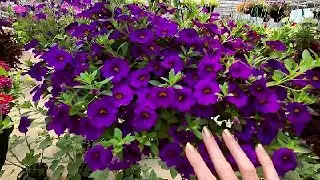 ASMR | Прогулка по теплице с закадровым голосом (тихая речь)